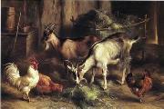 unknow artist poultry  160 oil painting reproduction